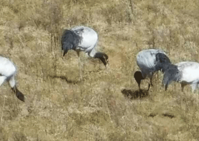 Black Necked Crane Festival