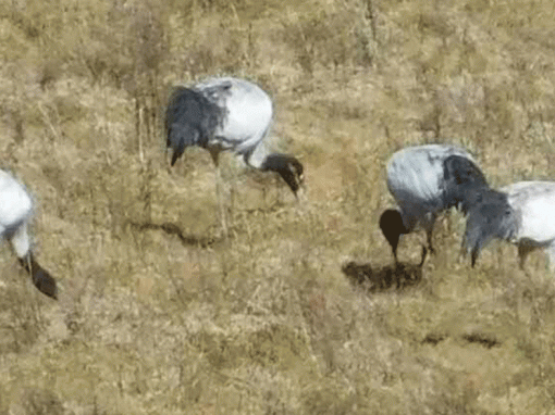 Black Necked Crane Festival