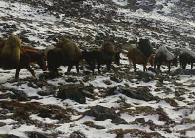 Jomolhari Laya Gasa Trek