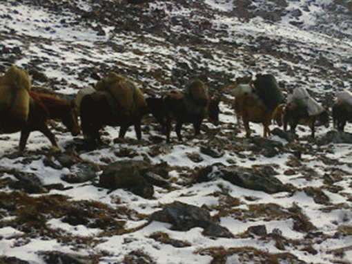 Jomolhari Laya Gasa Trek